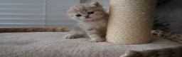 Munchkin cats for sale: ⚜️Rare munchkins⚜️ - Advert 12