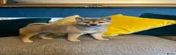 Japanese Shiba Inu dogs for sale: Pure bred Shiba Inu Puppies - Advert 4