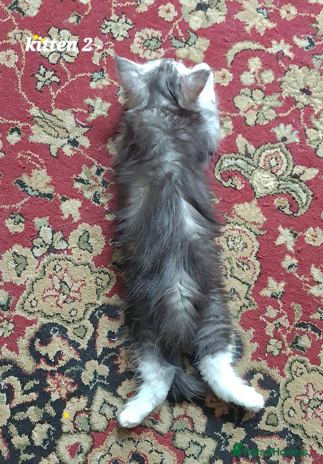 Maine Coon cats for sale: 2 MaineCoon boys - Image 20
