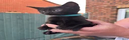 Domestic Shorthair cats for sale: 2x boys 2x girls in Worcester - Advert 4