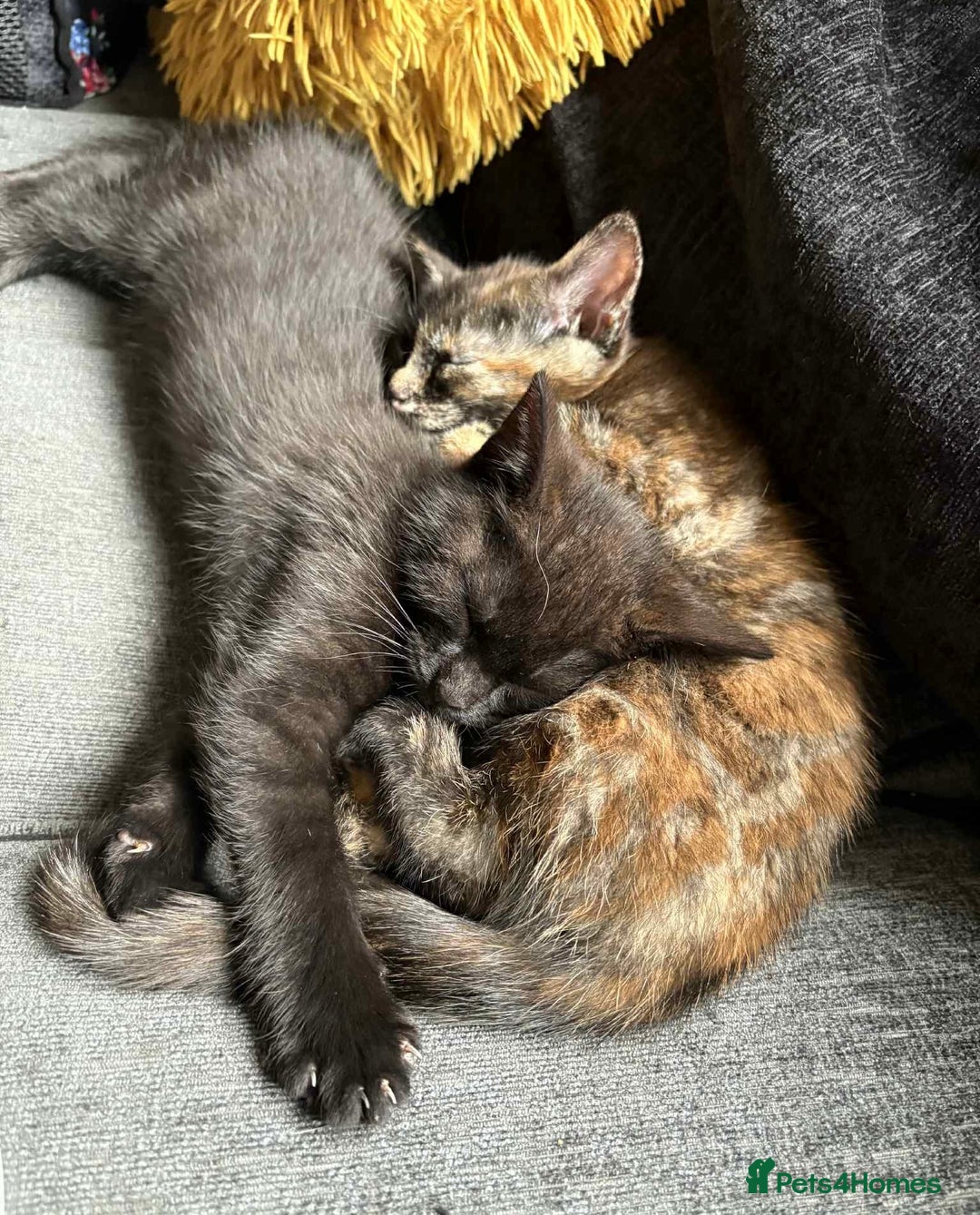 British Shorthair cats for sale: Mixed Russian Blue - British shorthair kittens  - Image 9