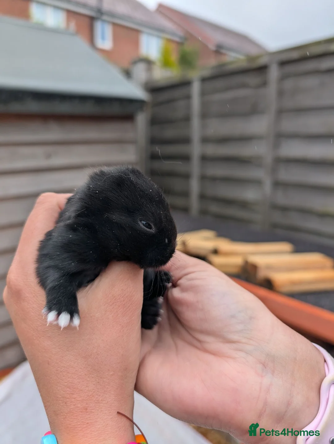Mixed Breed rabbits for sale: Beautiful baby bunnies  in Andover - Advert 4