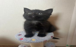 British Shorthair cats for sale: BEAUTIFUL BRITISH SHORTHAIR KITTENS  - Image 2