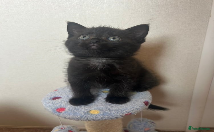 British Shorthair cats - Advert 3