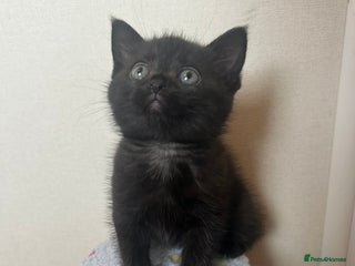 British Shorthair cats - Advert 18