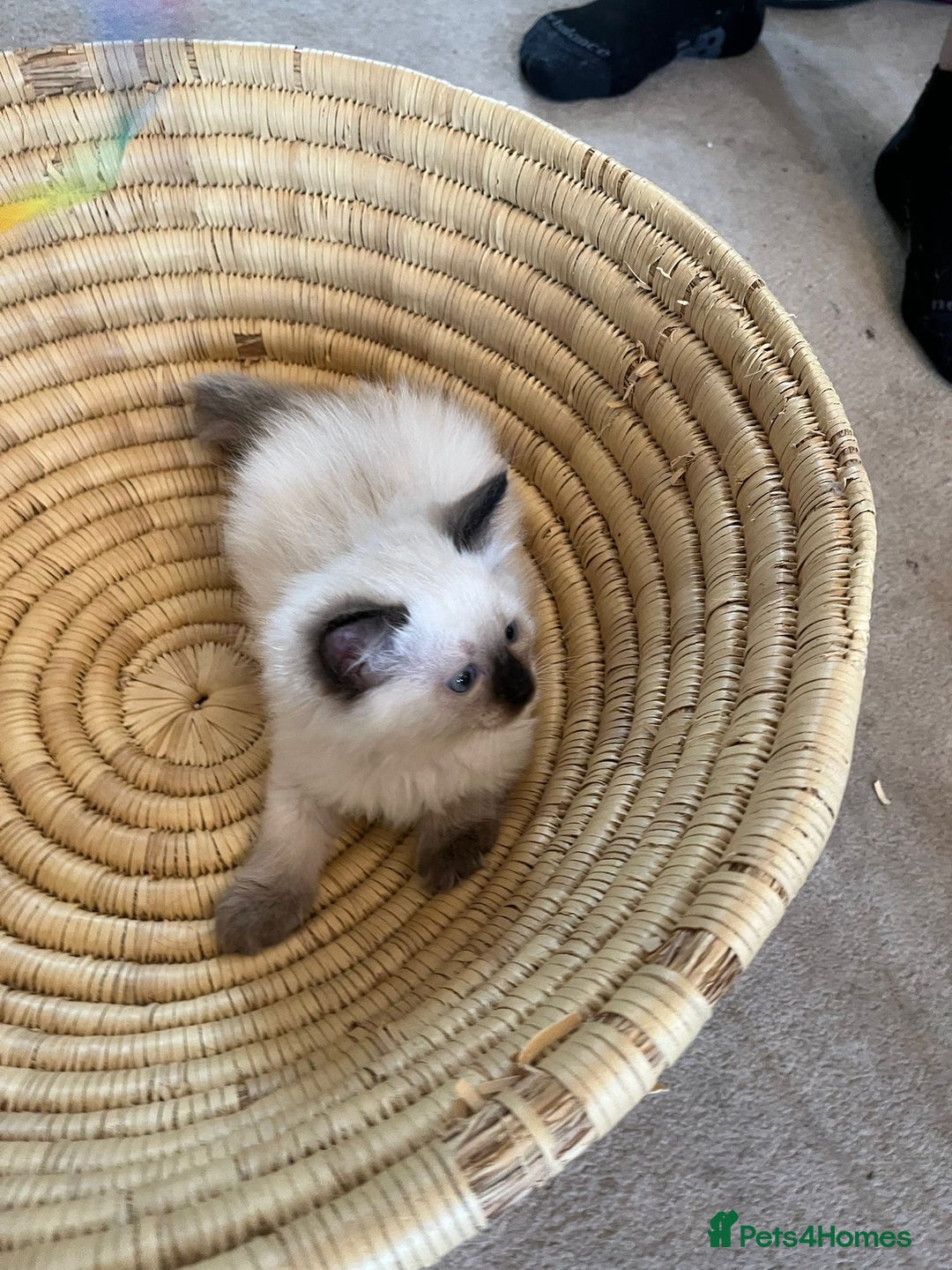 Ragdoll cats for sale: Quick sale - Image 5