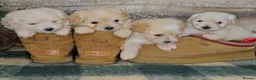 Maltipoo dogs for sale: Exceptional TINY toy🧸 Japanese X Asian Maltipoos - Advert 12