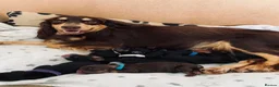 Cocker Spaniel dogs for sale: Stunning Cocker Spaniel Puppies in Peterhead - Advert 3