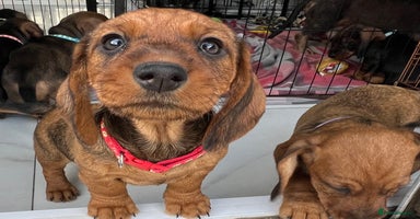 Dachshund dogs - Advert 12