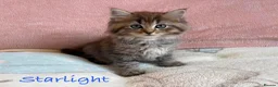 Persian cats for sale: Absolutely beautiful Persian/ragdoll Kittens - Advert 19