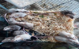 Mouse rodents for sale: Fancy mice babies   in Manchester - Image 1