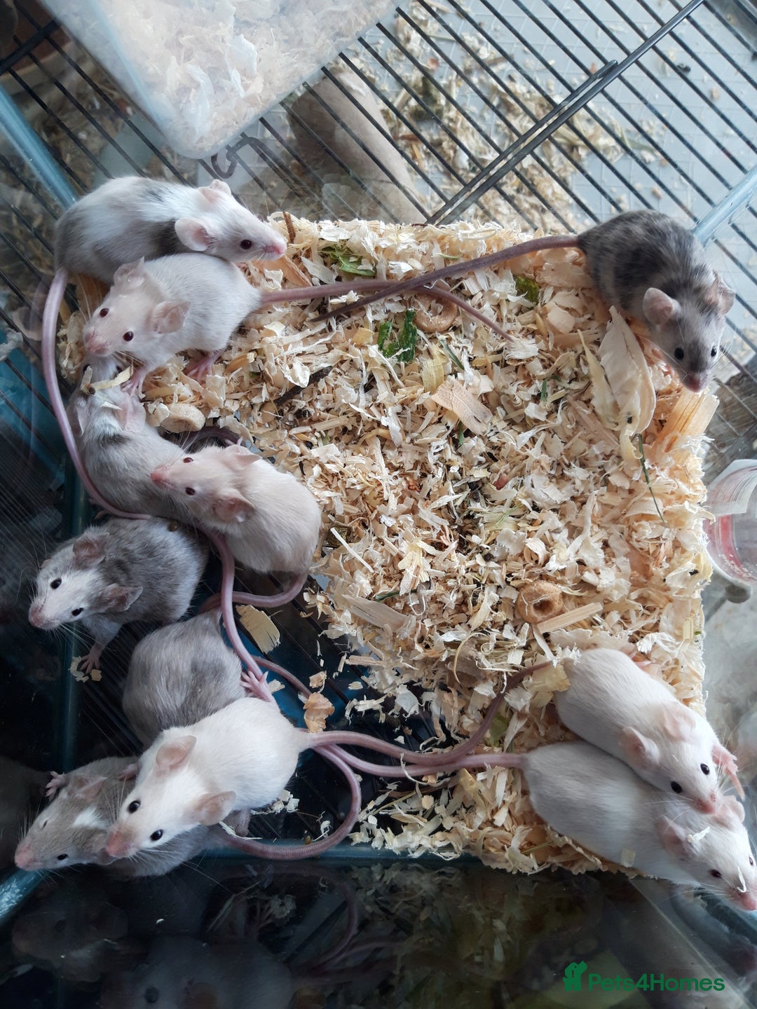 Mouse rodents for sale: Fancy mice babies   in Manchester - Image 1