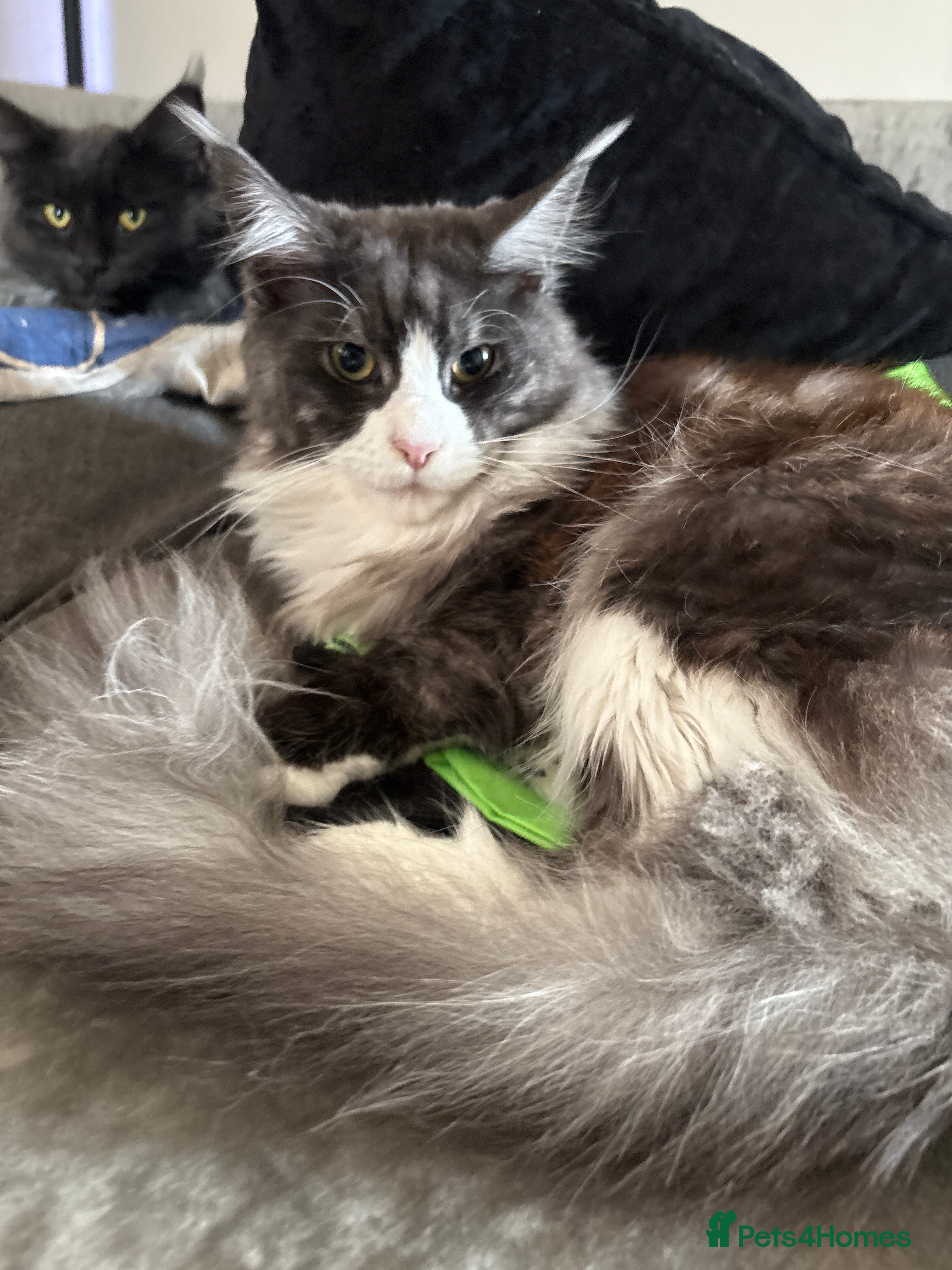 Maine Coon cats Beautiful Maine Coon Kittens Smoke & White  - Advert 1