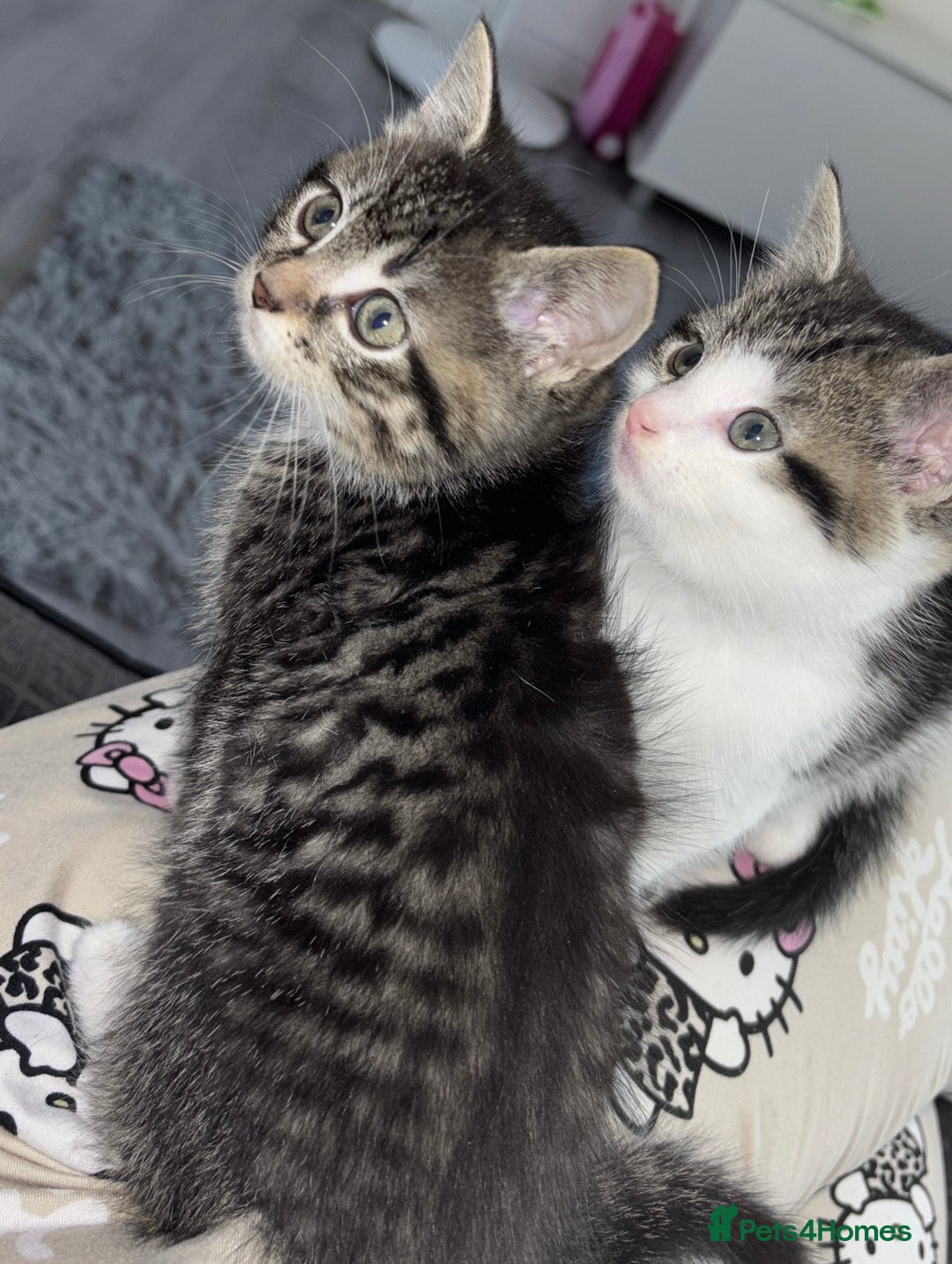 Ragdoll cats for sale: Half ragdoll male kittens for sale £150 - Advert 4