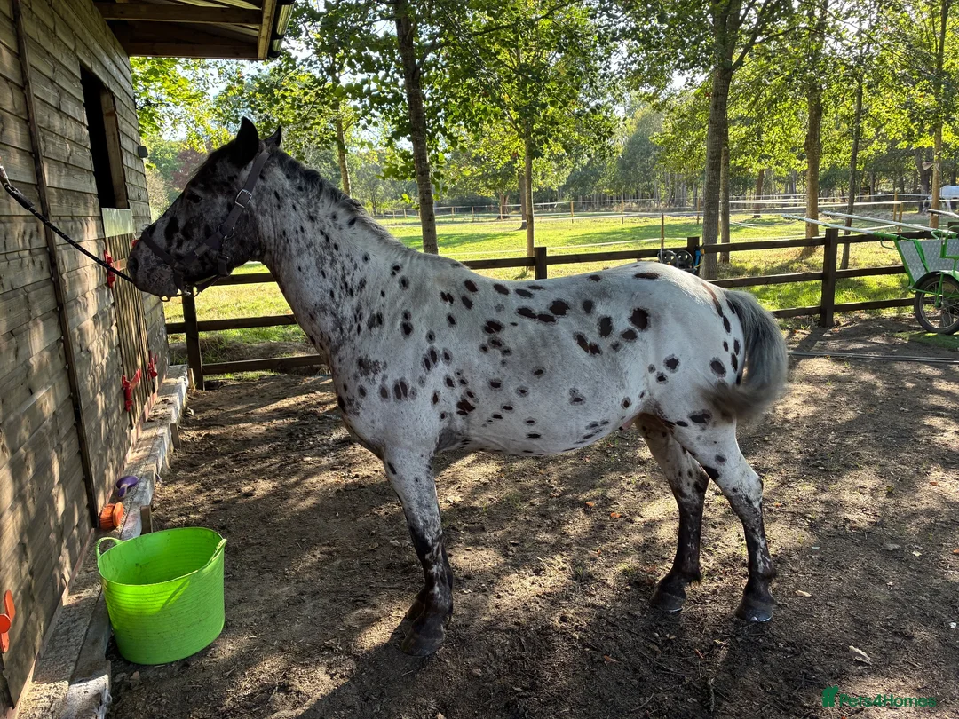 Appaloosa horses for sale: 13,2 ride and drive  in Ascot - Advert 1