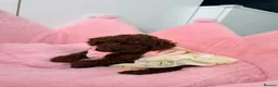 Toy Poodle dogs for sale: Asian Tiny teddy Poodles Boys and Girl  - Advert 36
