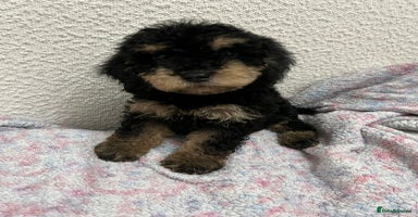 Cockapoo dogs - Advert 5