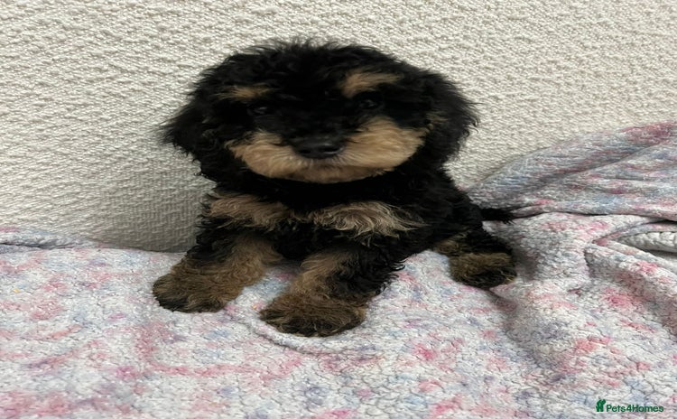 Cockapoo dogs - Advert 3