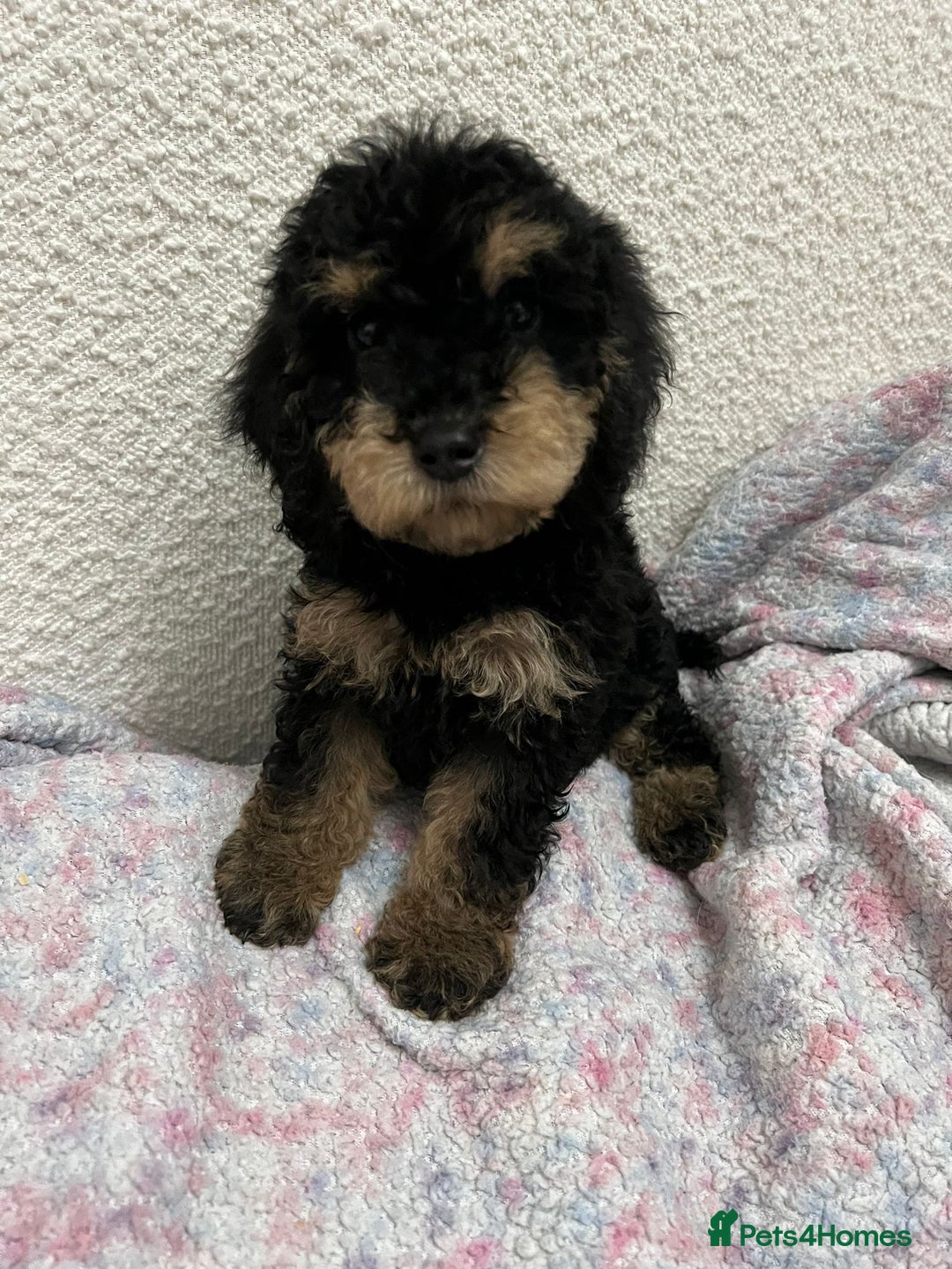 Cockapoo dogs for sale: Miniature heath tested cockapoos - Image 2