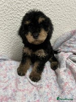 Cockapoo dogs - Advert 5