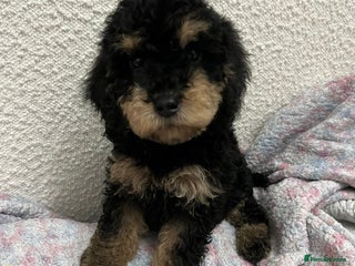 Cockapoo dogs - Advert 14