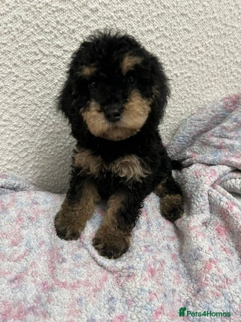 Cockapoo dogs - Advert 1