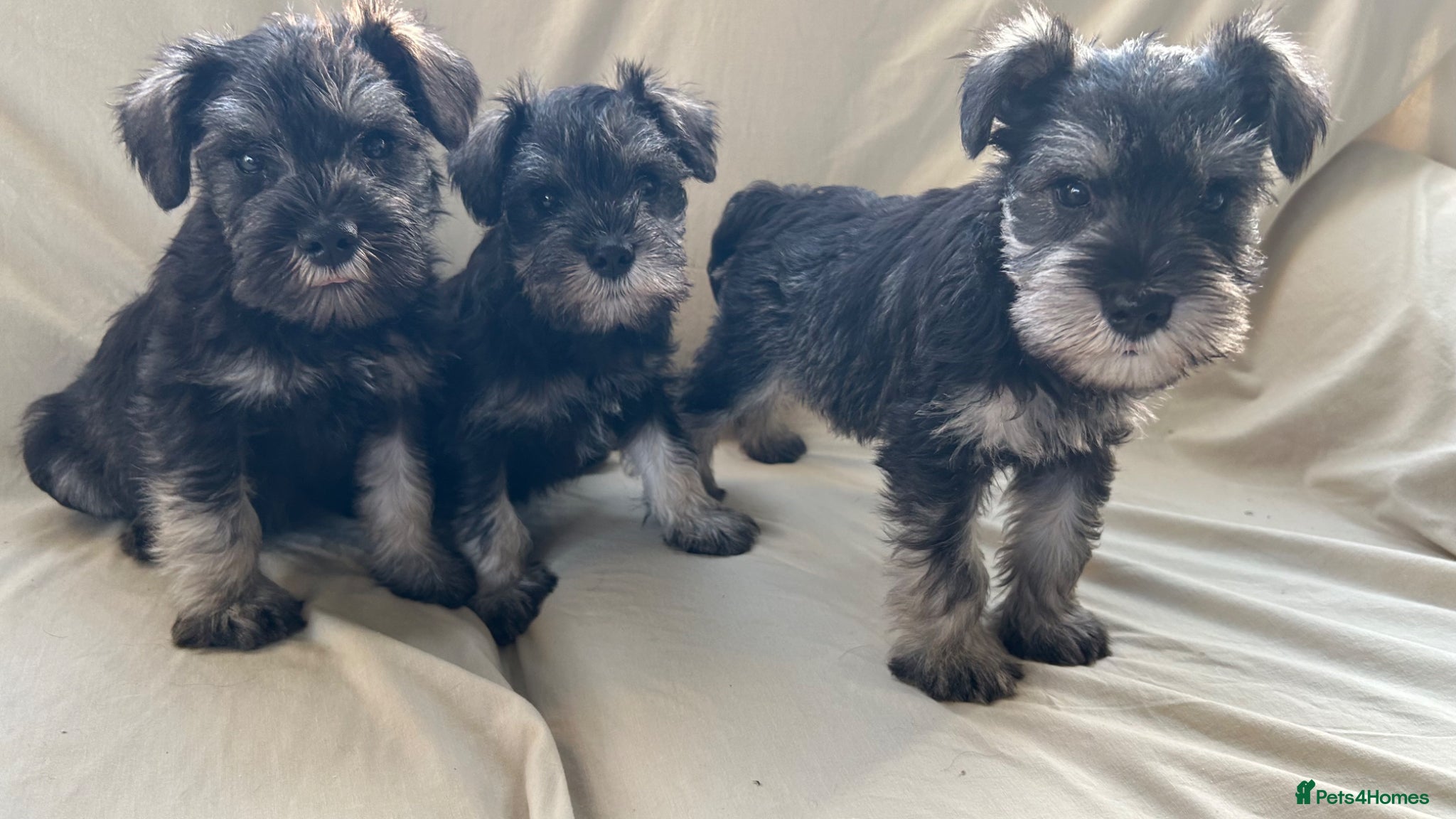 Miniature Schnauzer dogs Fun healthy miniature schnauzers kc reg  - Advert 6