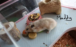 Hamster rodents for sale: Syrian Hamsters – various ages - Image 4