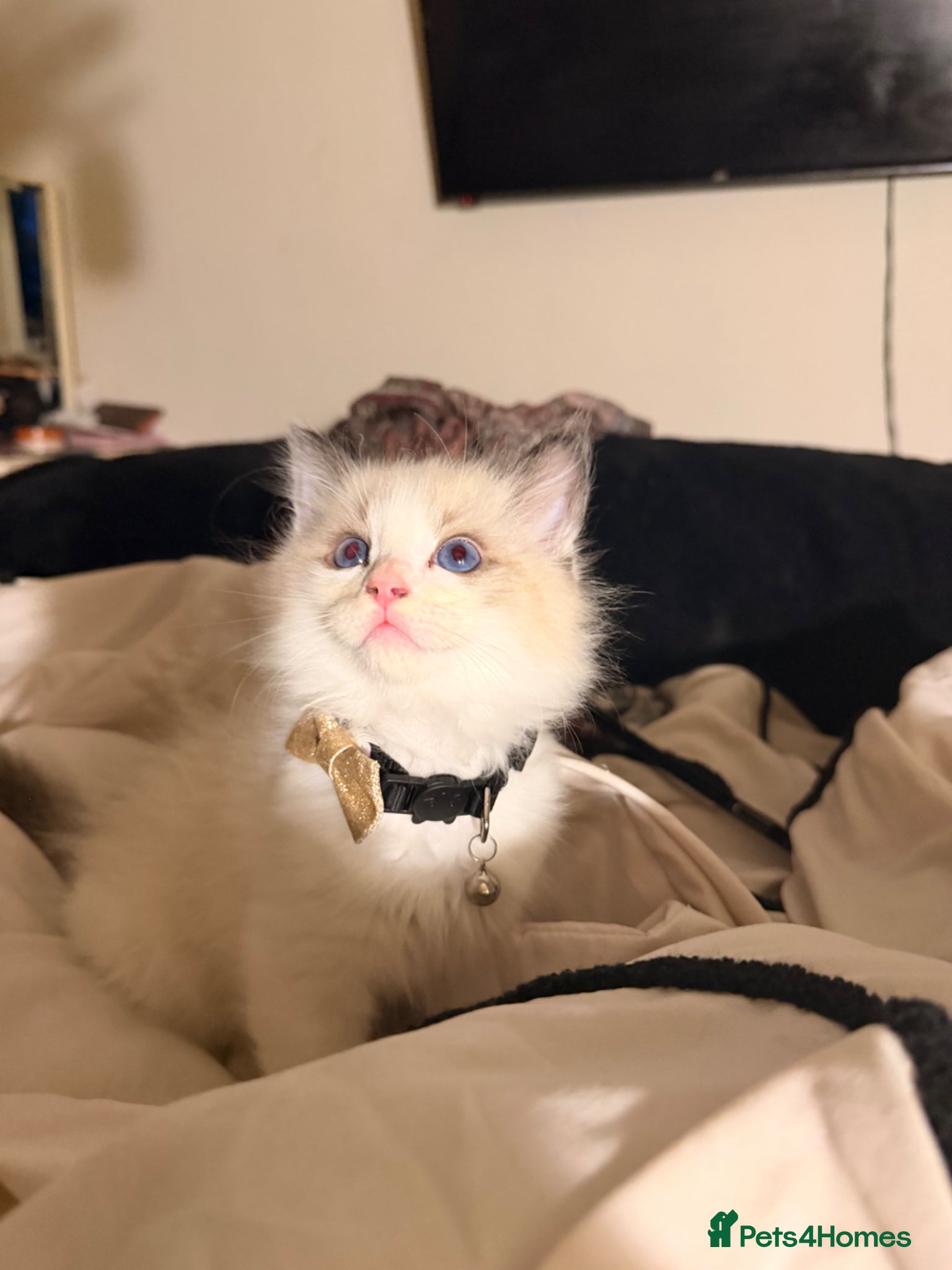 Ragdoll cats for sale: Little bicolour boy ragdoll to GOOD HOME  - Advert 3