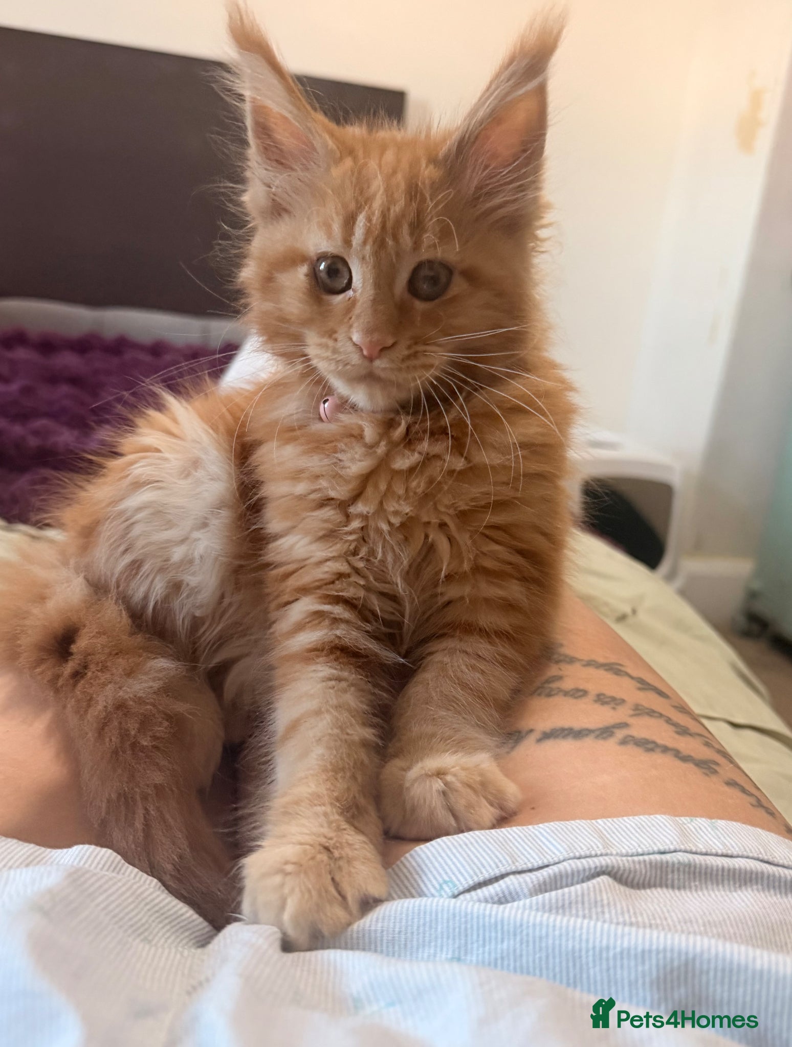 Maine Coon cats Maine Coon kitten  - Advert 10