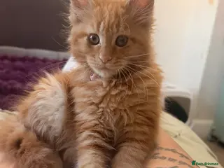 Maine Coon cats Maine Coon kitten - Advert 10