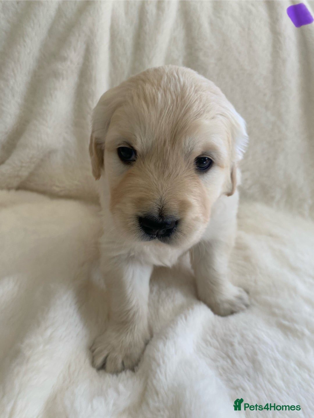 Golden Retriever dogs for sale: Fluffy Cream & Gold Golden Retriever Puppies - Image 29