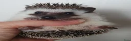 Pygmy Hedgehog rodents for sale: Full pedigree African pygmy hedgehog babies  - Advert 12