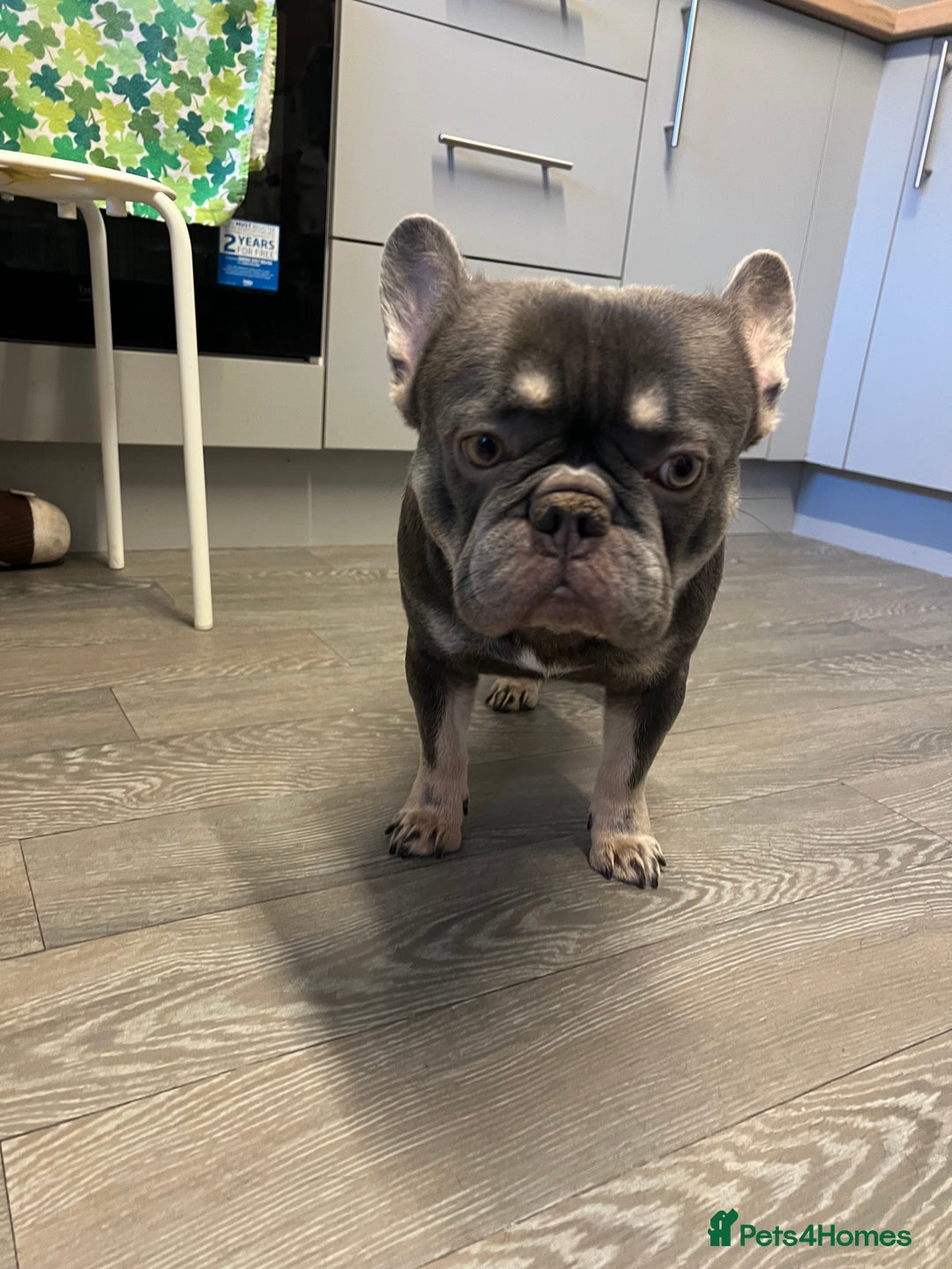 French Bulldog dogs for sale: Adorable 3-Year-Old Male & Female French Bulldog - Advert 16