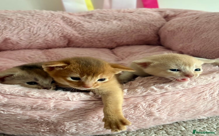 Abyssinian cats - Advert 1