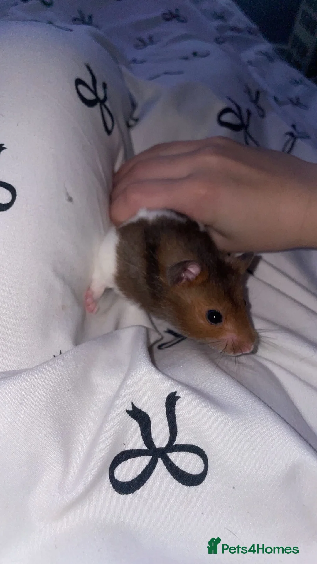 Hamster rodents for sale: Syrian in Birmingham - Advert 2