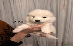 Samoyed dogs for sale: Samoyed Puppies — Ready to Reserve Now! - Image 34