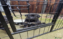 German Shepherd dogs for sale: Chunky German shepherd puppies for sale  - Advert 23