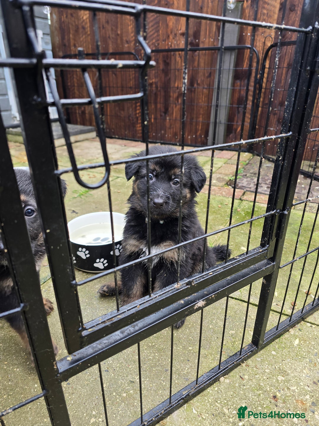 German Shepherd dogs for sale: Chunky German shepherd puppies for sale  - Advert 23