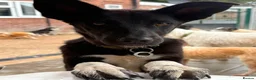 Mixed Breed dogs for adoption: Zora - Norwich Norfolk  in Norwich - Advert 5