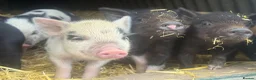 Pig livestock for sale: 🩷Do you have room in your heart for a mini pig🩷 - Advert 4