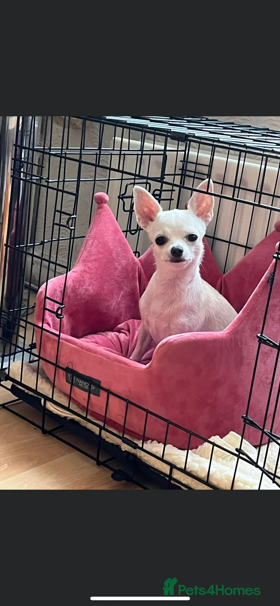 Chihuahua dogs for stud: Chihuahua dog for stud in Frome - Advert 5