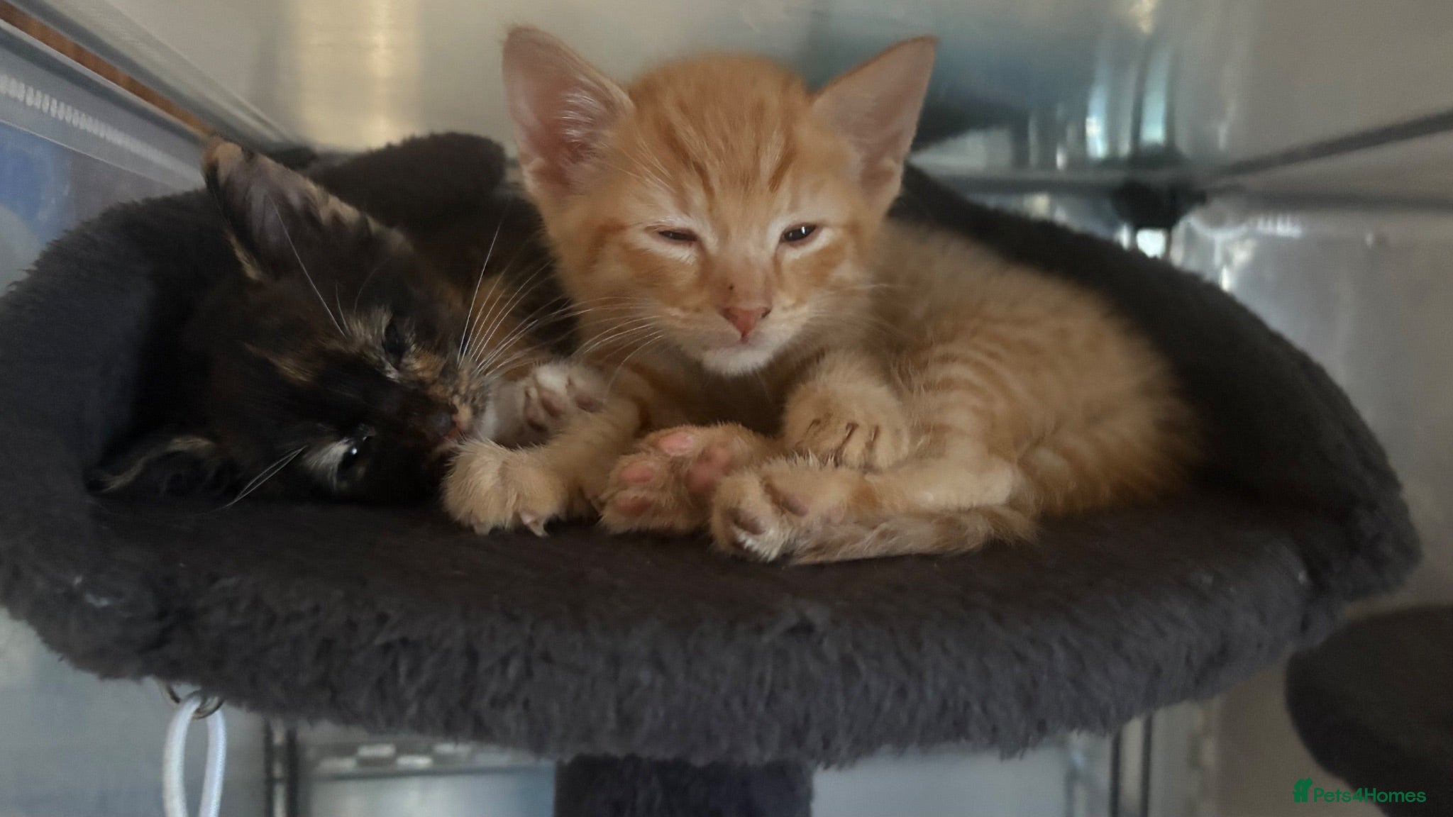 Mixed Breed cats 1 male 1 female available  - Advert 1