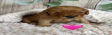Pink Collar 