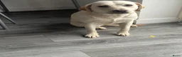 Labrador Retriever dogs for sale: Labrador female 1 year old - Advert 2