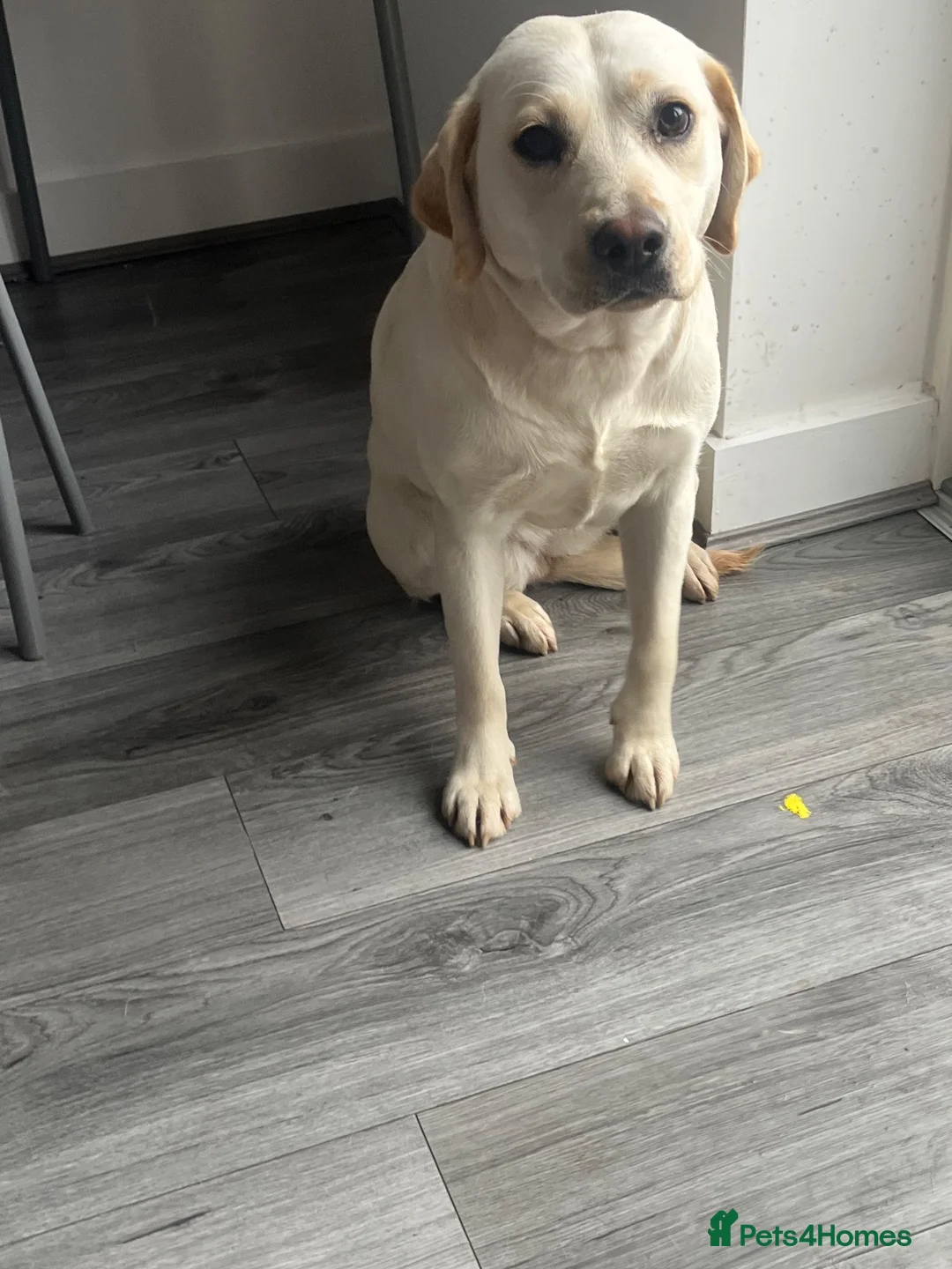 Labrador Retriever dogs for sale: Labrador female 1 year old - Advert 2