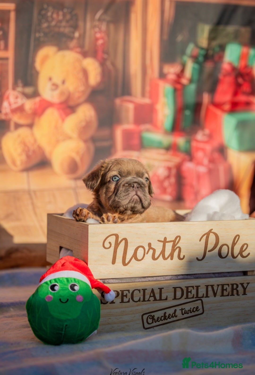 French Bulldog dogs for sale: Adorable fluffy frenchies ready for loving homes - Advert 6