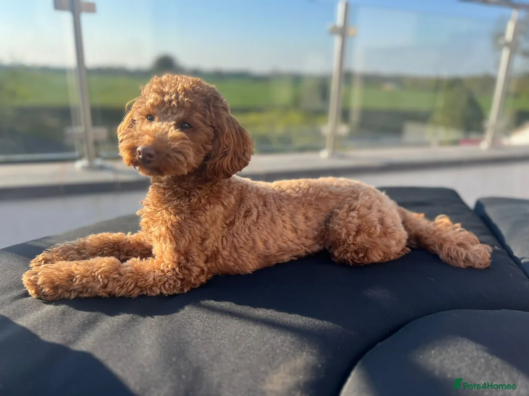 Toy Poodle dogs for sale: KC registered Toy Poodle puppies  - Advert 15