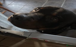 Rottweiler dogs for sale: Rottweiler  - Image 1