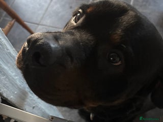 Rottweiler dogs for sale - Advert 1
